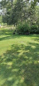 Westfield Golf & Country Club-Grand Bay-Westfield