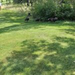 Westfield Golf & Country Club-Grand Bay-Westfield